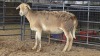 1 X MEATMASTERS EWE LIVESTOCK 88 84