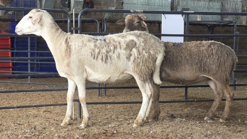 2 X MEATMASTERS EWE LIVESTOCK 88 84 (Pay per animal to take the lot)