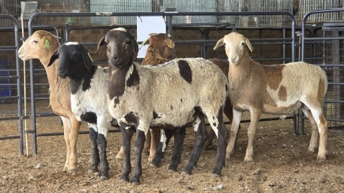 5 X MEATMASTERS RAM W. VAN HEERDEN (Pay per animal to take the lot)