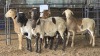 5 X MEATMASTERS RAM W. VAN HEERDEN (Pay per animal to take the lot)