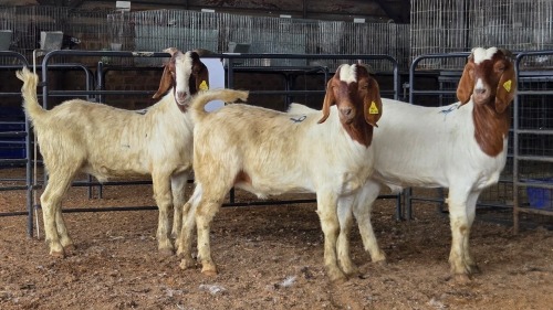 3 X BOER GOAT KAPATER CJ WALKER (Pay per animal to take the lot)