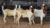 3 X BOER GOAT KAPATER CJ WALKER (Pay per animal to take the lot)