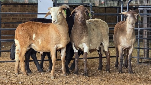 5 X MEATMASTERS RAM W. VAN HEERDEN (Pay per animal to take the lot)
