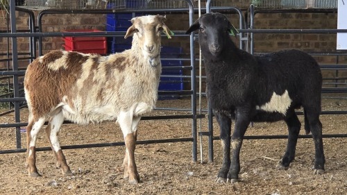 2 X MEATMASTERS RAM W. VAN HEERDEN (Pay per animal to take the lot)