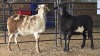2 X MEATMASTERS RAM W. VAN HEERDEN (Pay per animal to take the lot)