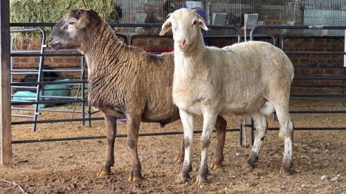 2 X MEATMASTERS RAM DE BEER BOERDERY (Pay per animal to take the lot)