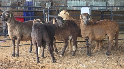 5 X MEATMASTERS RAM W. VAN HEERDEN (Pay per animal to take the lot)