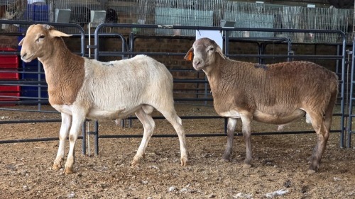 2 X MEATMASTERS RAM DE BEER BOERDERY (Pay per animal to take the lot)