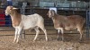 2 X MEATMASTERS RAM DE BEER BOERDERY (Pay per animal to take the lot)