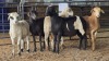 5 X MEATMASTERS RAM W. VAN HEERDEN (Pay per animal to take the lot)