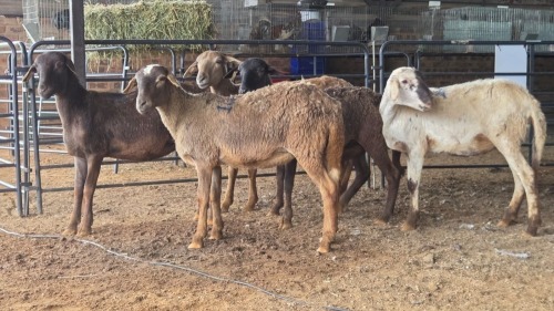 5 X MEATMASTERS EWE DE BEER BOERDERY (Pay per animal to take the lot)