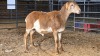 1 X MEATMASTERS RAM DE BEER BOERDERY