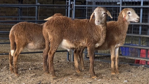 3 X MEATMASTERS RAM DE BEER BOERDERY (Pay per animal to take the lot)