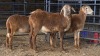 3 X MEATMASTERS RAM DE BEER BOERDERY (Pay per animal to take the lot)