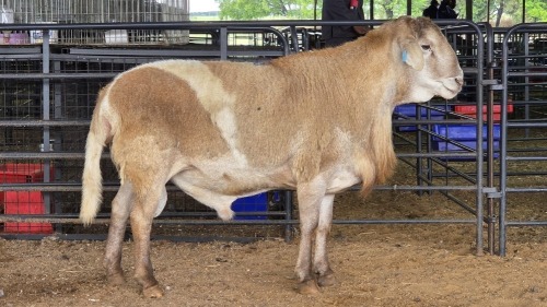 1 X MEATMASTERS RAM KERN MEATMASTER
