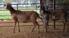 2 X MEATMASTERS EWE DE BEER BOERDERY (Pay per animal to take the lot)