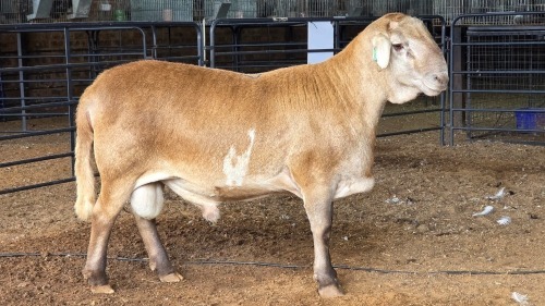 1 X MEATMASTERS RAM KERN MEATMASTER