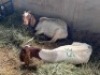 LOT 58&nbsp; 2X OOI/EWE BOERBOK Rhenosterhoek, Kobus van der Walt - 082926 0929 (Per stuk om lot te neem/Per Piece to take the lot)