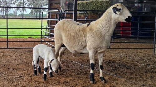 1+1 X MEATMASTERS EWE DELPORT BOERDERY