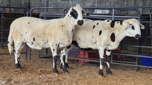 2 X MEATMASTERS EWE DELPORT BOERDERY (Pay per animal to take the lot)