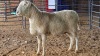 1 X VAN ROOY EWE DKG AGRICULTURAL