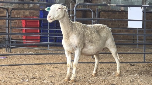 1 X WIT DORPER EWE DKG AGRICULTURAL