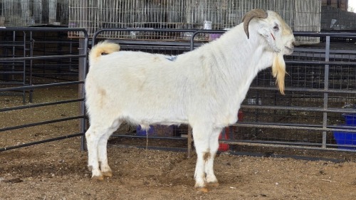 1 X SAVANNA BUCK JXR BOERDERY