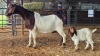 1+1 X BOER GOAT DOE DKG AGRICULTURAL