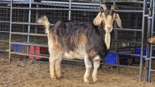 1 X MILK GOAT CROSS DOE P. VAN HEERDEN