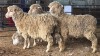 4 X ILE DE FRANCE EWE KHALMESHE AGRI MEAT (Pay per animal to take the lot)