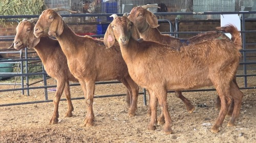 4 X KALAHARI RED EWE DKG AGRICULTURAL (Pay per animal to take the lot)