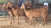 4 X KALAHARI RED EWE DKG AGRICULTURAL (Pay per animal to take the lot)