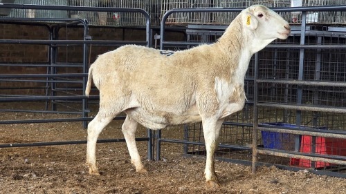 1 X VAN ROOY EWE DKG AGRICULTURAL