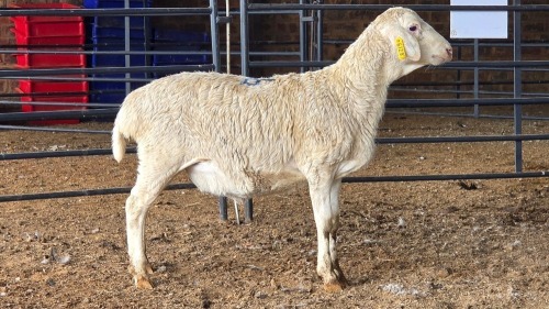 1 X VAN ROOY RAM DKG AGRICULTURAL
