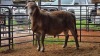 1 X MEATMASTERS RAM HELANI
