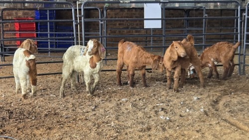 5 X BOER GOAT CROSS BUCK & DOE CJ WALKER (Pay per animal to take the lot)