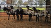 5 X PERSIES EWE CDP AUCTIONEERS (Pay per animal to take the lot)