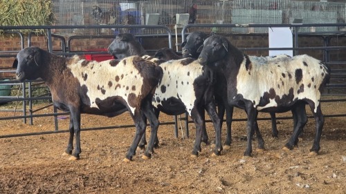5 X PERSIES EWE CDP AUCTIONEERS (Pay per animal to take the lot)