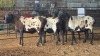 5 X PERSIES EWE CDP AUCTIONEERS (Pay per animal to take the lot)