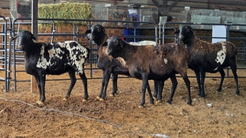 5 X PERSIES EWE CDP AUCTIONEERS (Pay per animal to take the lot)