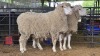 2 X ILE DE FRANCE EWE G. GROENEWALD (Pay per animal to take the lot)
