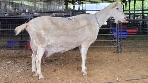 1 X SAANEN DOE MLK LIVESTOCK