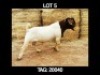 1 X BOERBOK RAM MYL 50 BOER GOAT & KALAHARI RED STUD - KUDDE/FLOCK - 2