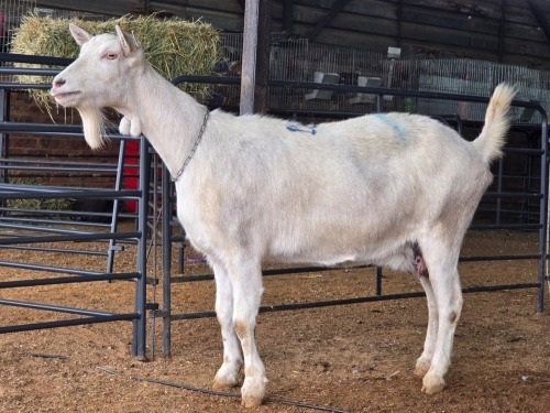 1 X SAANEN DOE MLK LIVESTOCK