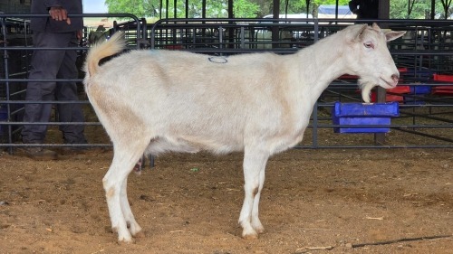 1 X SAANEN DOE MLK LIVESTOCK
