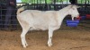 1 X SAANEN DOE MLK LIVESTOCK