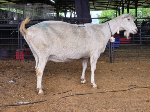 1 X SAANEN DOE MLK LIVESTOCK