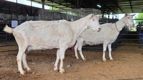 2 X SAANEN DOE MLK LIVESTOCK (Pay per animal to take the lot)