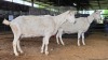 2 X SAANEN DOE MLK LIVESTOCK (Pay per animal to take the lot)