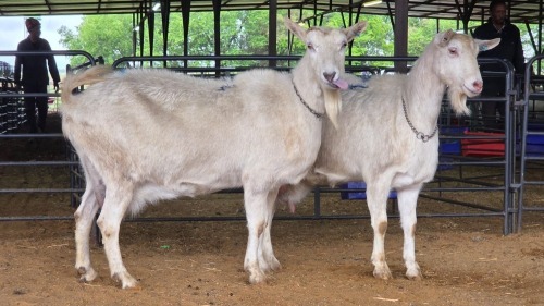 2 X SAANEN DOE MLK LIVESTOCK (Pay per animal to take the lot)